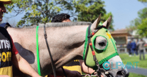 Erin Dolan’s ESPN Contract Renewal: What It Means for Sports Betting image