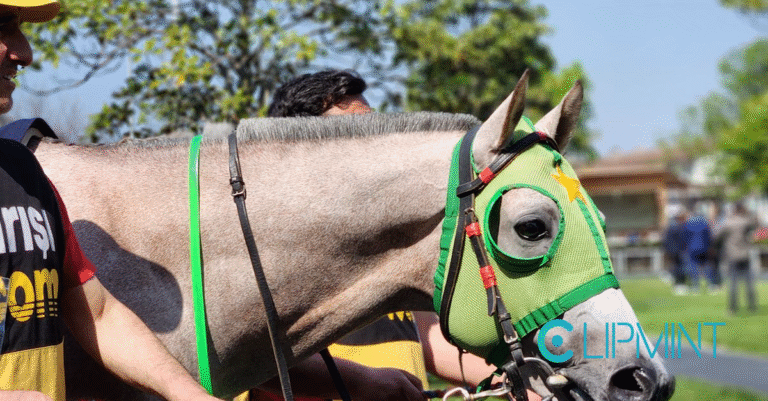Erin Dolan’s ESPN Contract Renewal: What It Means for Sports Betting image